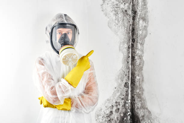 Why You Should Choose Our Mold Remediation Services in Clayton, CA